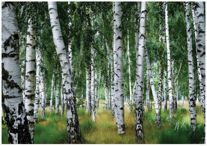 Fototapeta WALLARENA Do Sypialni Salonu Na Flizelinie Las Brzozy Natura 300x210 cm 1 szt.