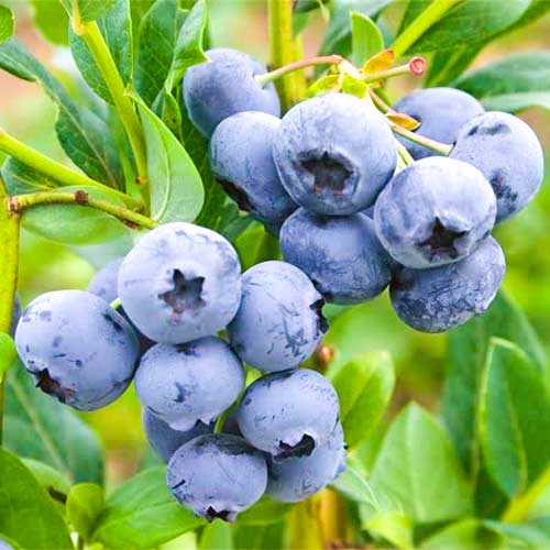 1 buc, Afin Blueberry - Răsaduri: Mod de ambalare: 1 buc
