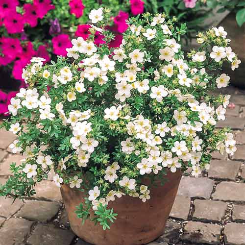 1 buc, Potentilla Snowbird - Răsaduri: Mod de ambalare: 1 buc