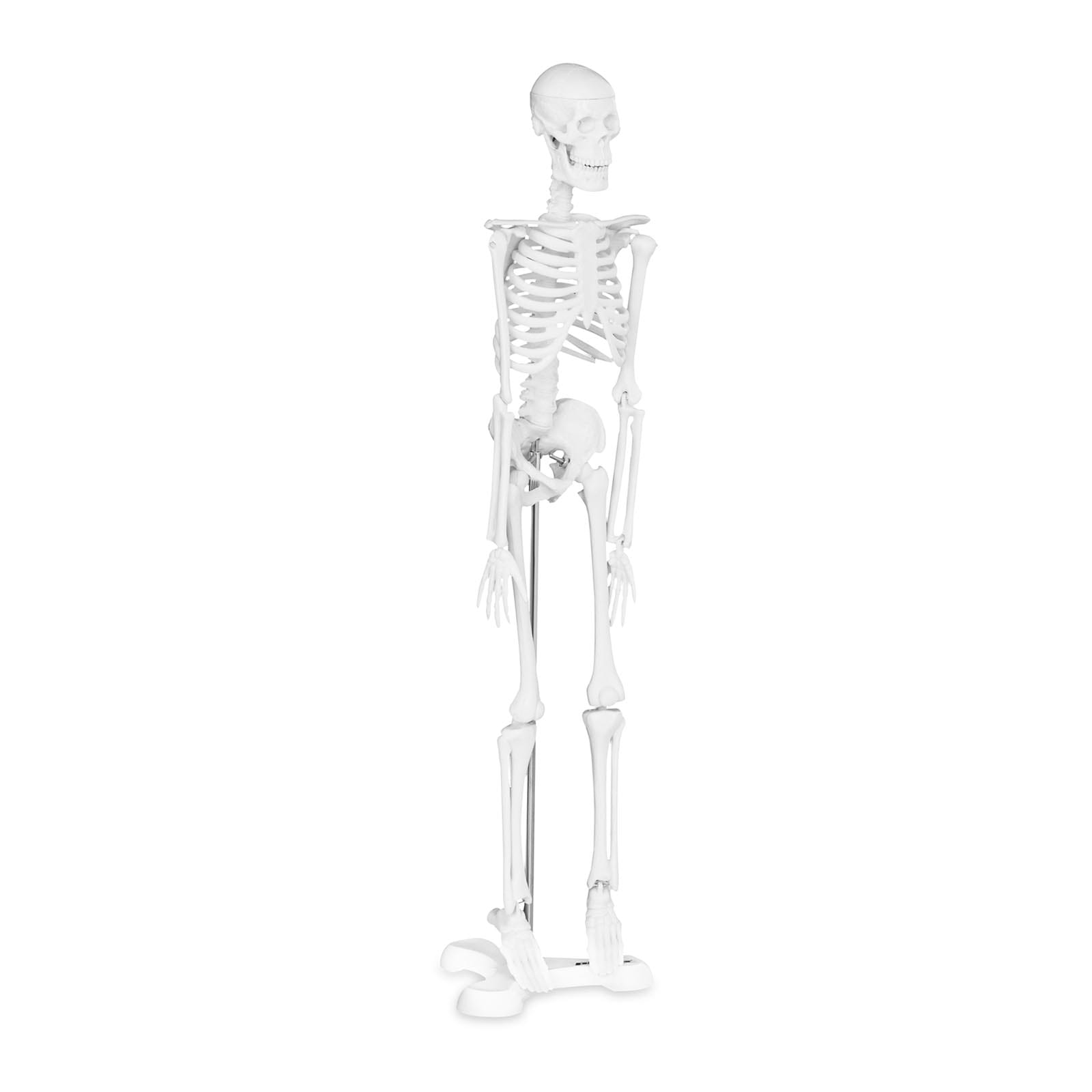 Model anatomiczny szkielet człowieka 47cm