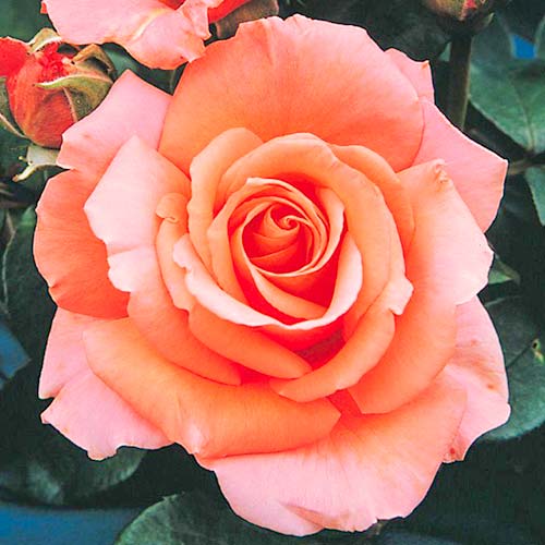 1 buc, Trandafir teahibrid Bogi - Butași: Mod de ambalare: 1 buc