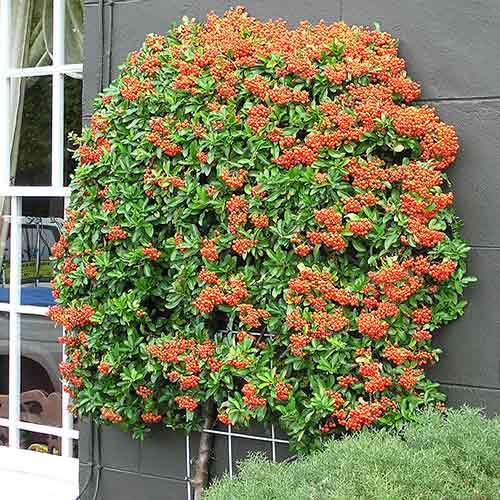 1 saz, Hlohyně Golden Charmer - : Monžstvo balíkov: 1 saz