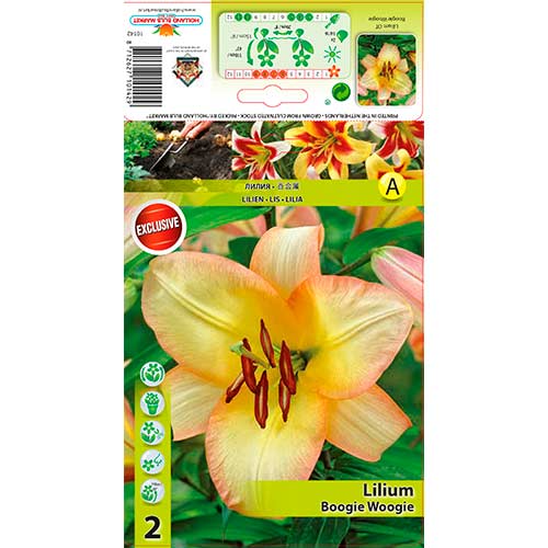 2 db, Liliom Boogie Woogie - Hagymák: Mod de ambalare: 2 db