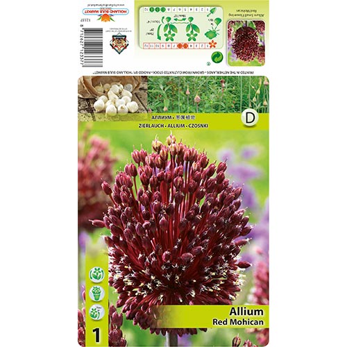 1 Stück, Allium Red Mohican - Blumenzwiebeln: Ilość w opakowaniu: 1 Stück