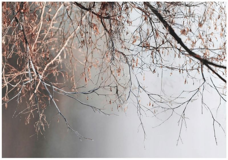 Fototapeta Gałązki Drzewo Beton WALLARENA 300x210 cm Tapeta Do Sypialni Salonu Na Flizelinie 1 szt.