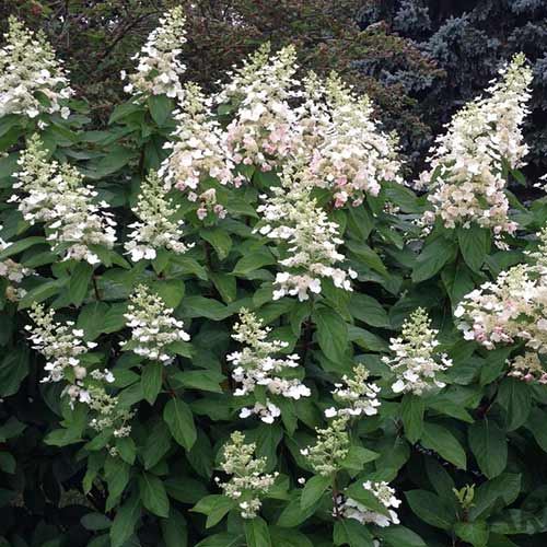 1 saz, Hortenzie latnatá Tardiva - : Monžstvo balíkov: 1 saz