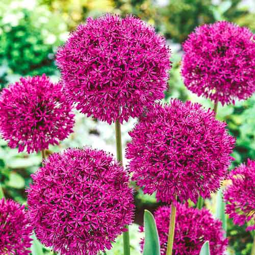1 Stück, Allium Beau Regard - Blumenzwiebeln: Ilość w opakowaniu: 1 Stück