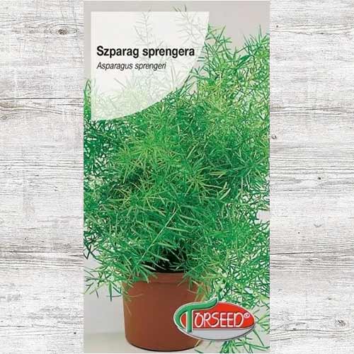 1 szt, Asparagus gęstokwiatowy (Szparag Sprengera) - Nasiona: Ilość w opakowaniu: 10 szt
