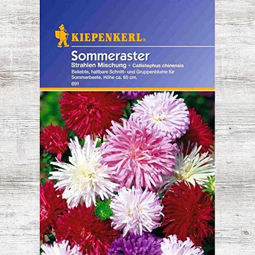 1 szt, Aster chiński Strahlen, mieszanka kolorów - Nasiona: Ilość w opakowaniu: 1 opak