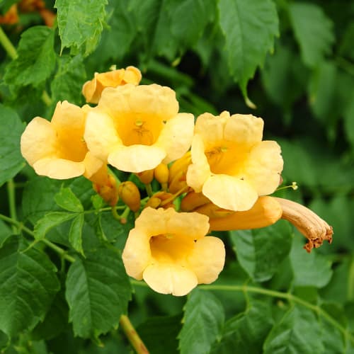 1 buc, Trompetă cățărătoare Judy - Răsaduri: Mod de ambalare: 1 buc