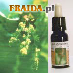 Dąb szypułkowy - Siła