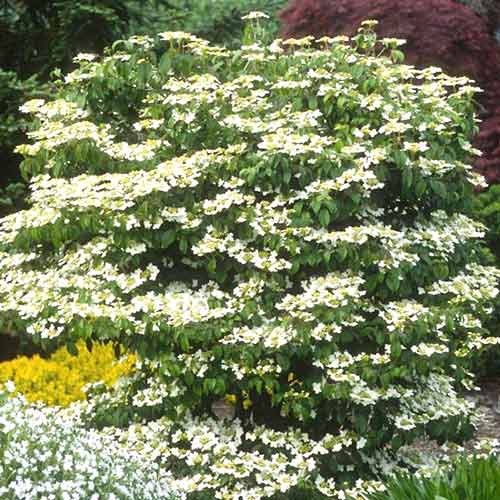 1 sadz, Kalina japońska Summer Snowflake - Sadzonki: Ilość w opakowaniu: 1 sadz