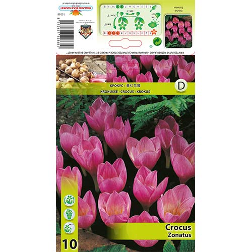10 szt., Krokus Zonatus - Cebule: Ilość w opakowaniu: 10 szt.