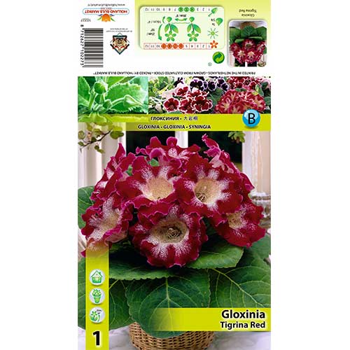 1 buc, Gloxinie Tigrina Red - Bulbi: Mod de ambalare: 1 buc