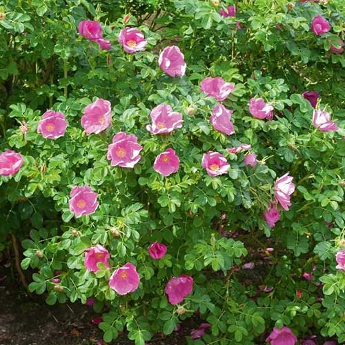 1 buc, Trandafir de dulceață - Răsaduri: Mod de ambalare: 1 buc