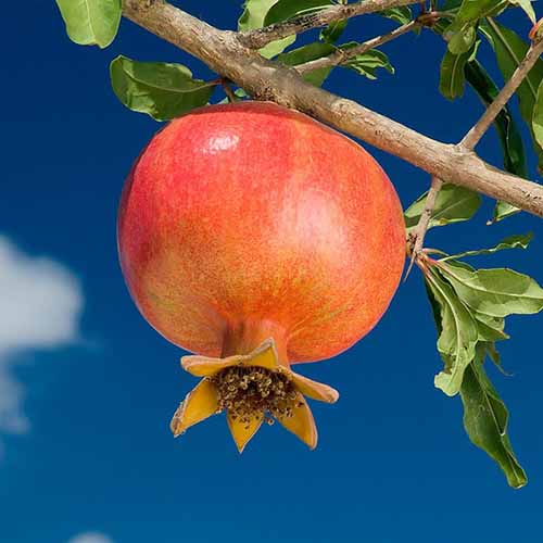 1 buc, Rodie Wonderfull, С2 - Puieți: Mod de ambalare: 1 buc