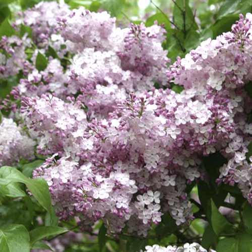 1 buc, Liliac Hortensja - Răsaduri: Mod de ambalare: 1 buc