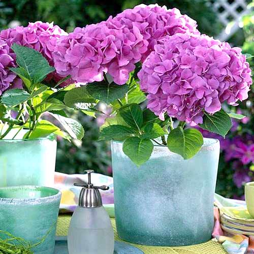 1 buc, Hortensia macrophylla Freudenstein - Răsaduri: Mod de ambalare: 1 buc