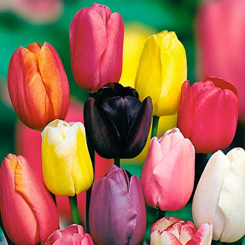 10 buc, Lalele Gigant, mix de soiuri - Bulbi: Mod de ambalare: 10 buc