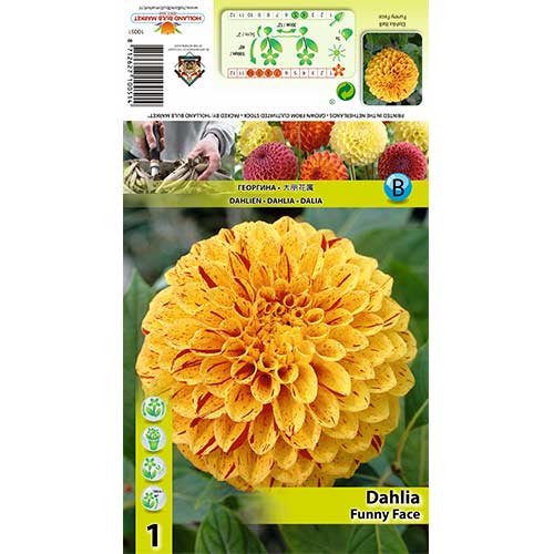 1 db, Dália Funny Face - Évelő: Mod de ambalare: 1 db