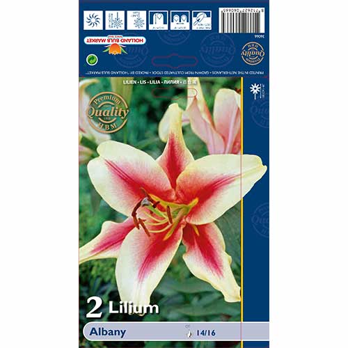 2 Stück, Lilie Albany - Blumenzwiebeln: Ilość w opakowaniu: 2 Stück