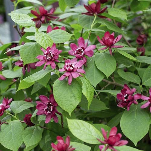 1 Pflanze(n), Gewürzstrauch Aphrodite PBR, C3 - Setzlinge: Ilość w opakowaniu: 1 Pflanze(n)