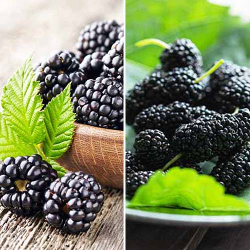 Tolles Angebot! Brombeere, Set mit 2 Setzlingen - Setzlinge: Ilość w opakowaniu: 2 Pflanze(n)