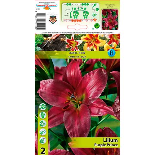 2 Stück, Baumlilie Purple Prince - Zwiebeln: Ilość w opakowaniu: 2 Stück