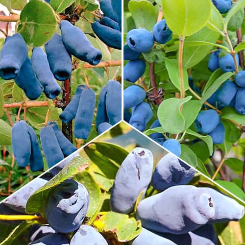 Tolles Angebot! Kamtschatka-Beeren, Set mit 3 Setzlingen - Setzlinge: Ilość w opakowaniu: 3 Pflanze(n)