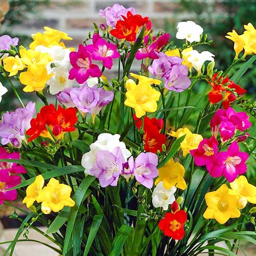 10 Stück, Freesie, farbmischung - Blumenzwiebeln: Ilość w opakowaniu: 10 Stück