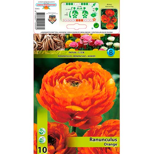 Ranunculus (Ranúnculo Asiático) Orange - Bulbos: Ilość w opakowaniu: 10 bulbe