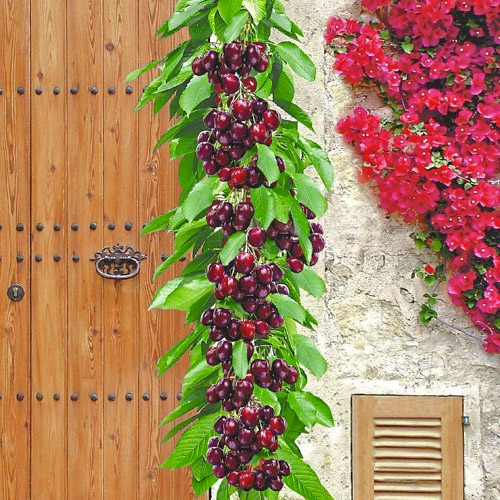 Cerezo columnar Victoria - Plántulas: Ilość w opakowaniu: 1 plant