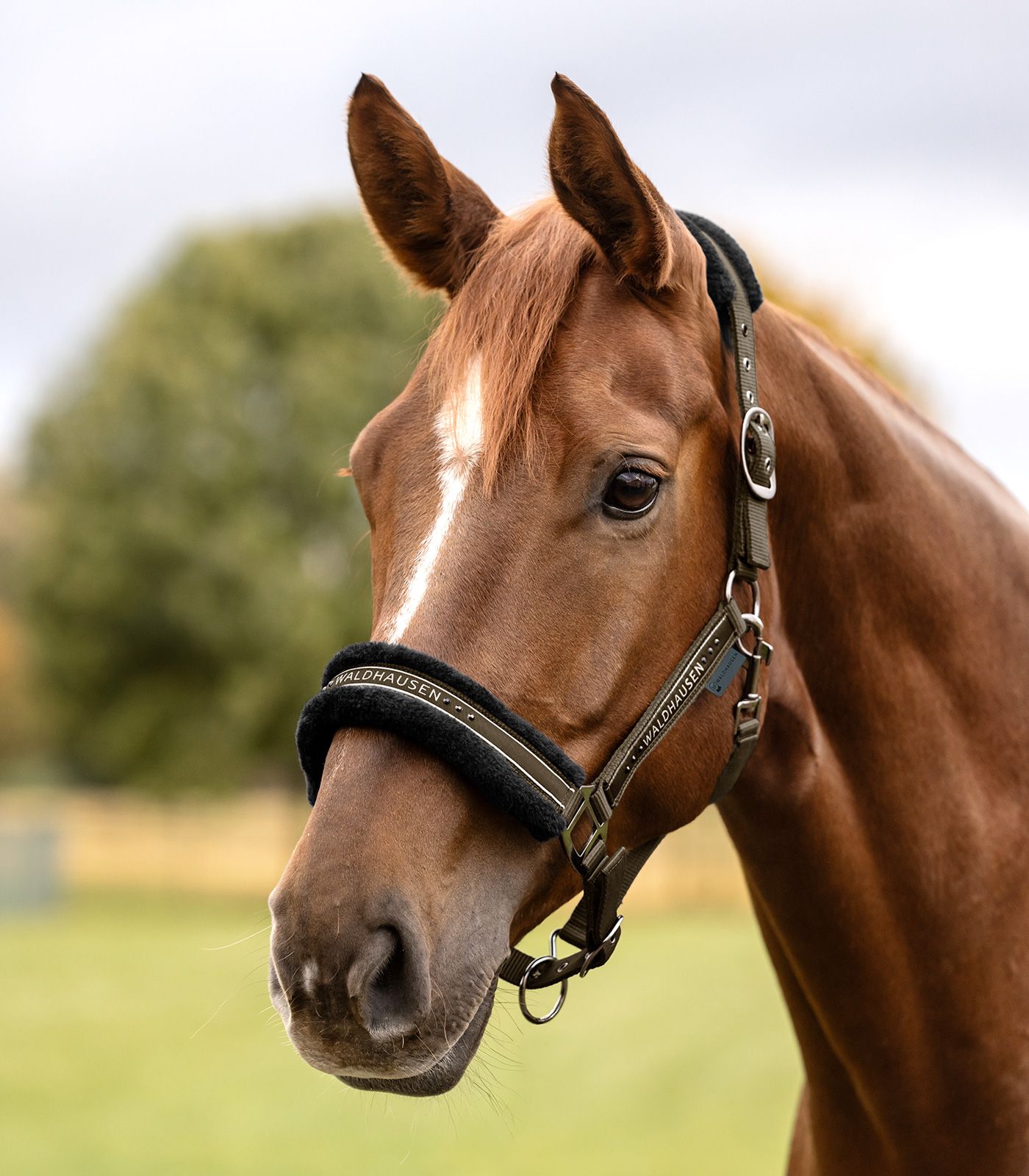 Waldhausen Waldhausen kantar Elegant 24h