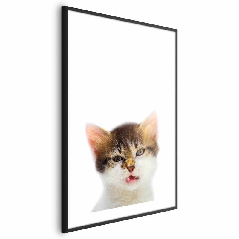 Plakat Artgeist Zirytowany kot 40x60 cm z ramą czarną z marginesem 1 szt