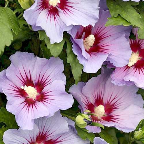 1 sadz, Hibiskus (Ketmia syryjska) Marina - Sadzonki: Ilość w opakowaniu: 1 sadz