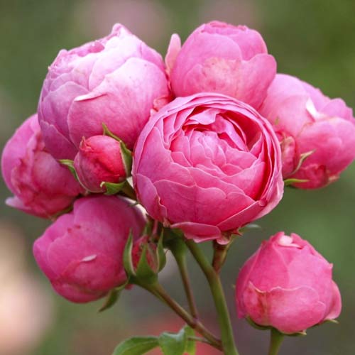 1 sadz, Róża rabatowa Pomponella Fairy Tale - Sadzonki: Ilość w opakowaniu: 1 sadz