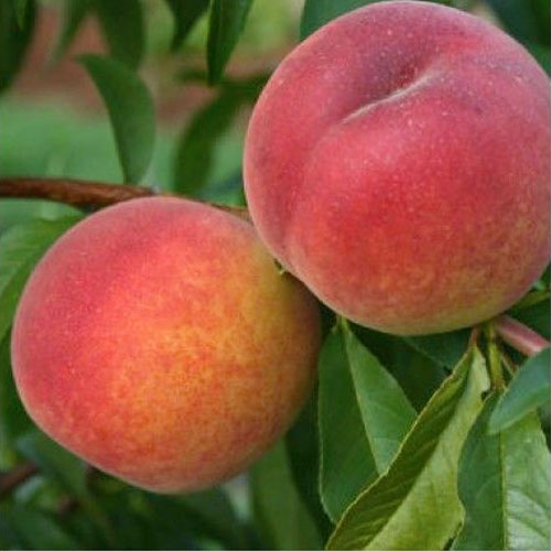 1 sadz, Brzoskwinia Redhaven - Sadzonki: Ilość w opakowaniu: 1 sadz