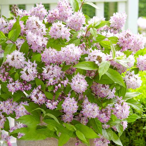 1 sadz, Żylistek szorstki Codsall Pink - Sadzonki: Ilość w opakowaniu: 1 sadz