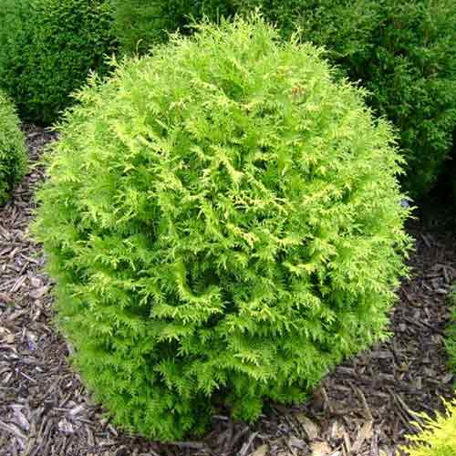 1 sadz, Żywotnik olbrzymi (Thuja) Little Boy - Sadzonki: Ilość w opakowaniu: 1 sadz