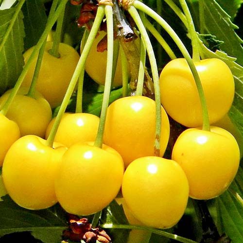 1 buc, Cireș galben - : Mod de ambalare: 1 buc