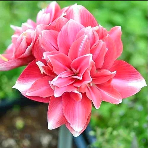 1 buc, Crin de cameră (Amaryllis) Diva - Bulbi: Mod de ambalare: 1 buc