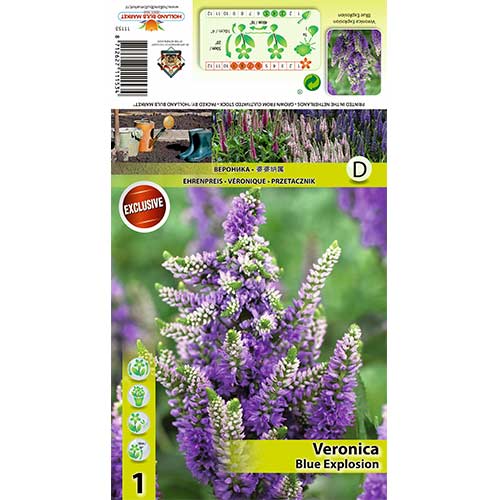 1 buc, Veronica Blue Explosion - Bulbi: Mod de ambalare: 1 buc