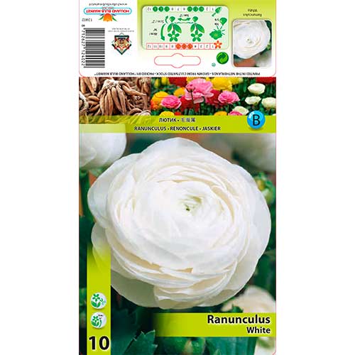 10 buc, Ranunculus White - Bulbi: Mod de ambalare: 10 buc