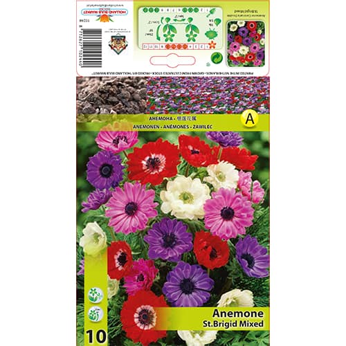 10 buc, Anemone St. Brigid mix multicolor - Bulbi: Mod de ambalare: 10 buc