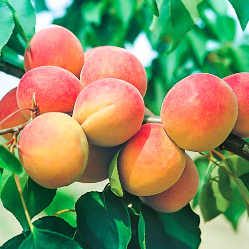 1 buc, Cais Madlen - Puieți: Mod de ambalare: 1 buc