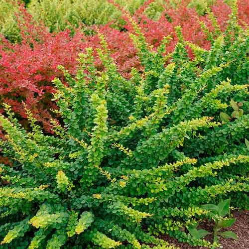 1 buc, Dracila japoneză Green Ornament - Răsaduri: Mod de ambalare: 1 buc