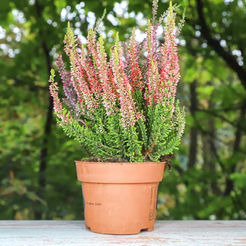 1 buc, Calluna (Iarba neagra) Martina - Răsaduri: Mod de ambalare: 1 buc