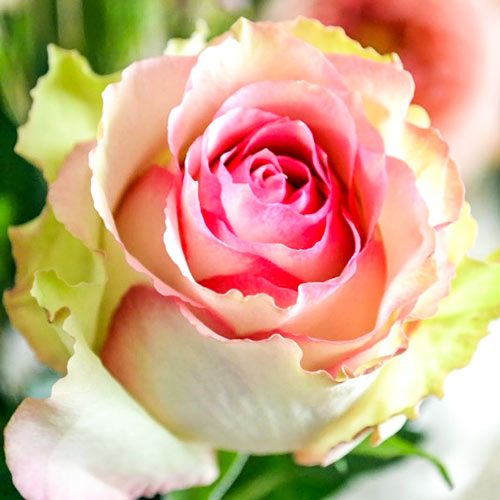 1 buc, Trandafir teahibrid Dancing Queen - Butași: Mod de ambalare: 1 buc