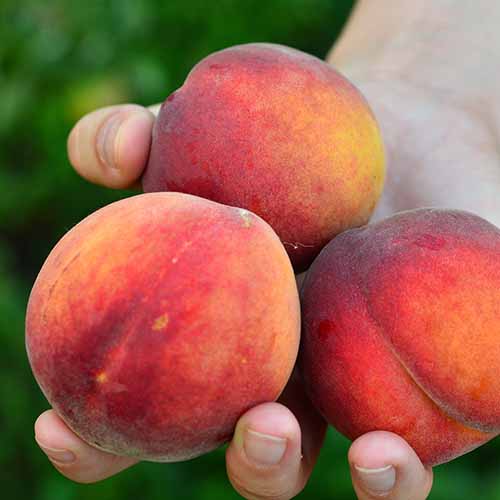 1 buc, Piersic Fair Time - Puieți: Mod de ambalare: 1 buc