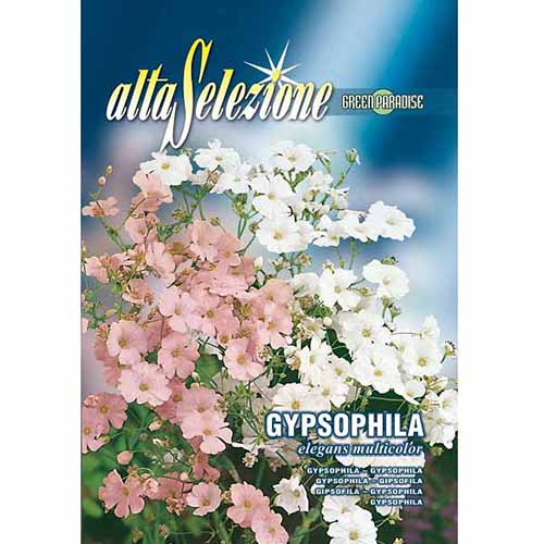 1 pac, Floarea miresei (Gypsophylla) Eleganta, mix multicolor - Semințe: Mod de ambalare: 1.5 g